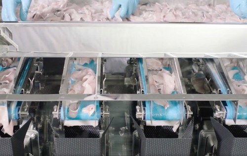 Pesadora multicabeças antiaderente porcionando filés de peixe fresco